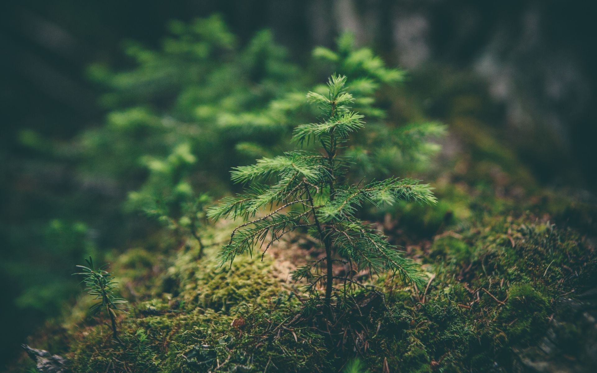 vêtements eco responsable : les 4 engagements de Wolbe