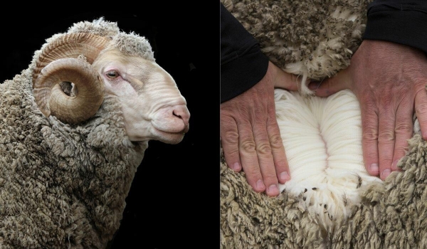 Pourquoi choisir la laine de mérinos – En Mode Responsable